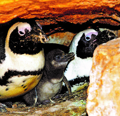 גוזל הפינגווין והוריו 