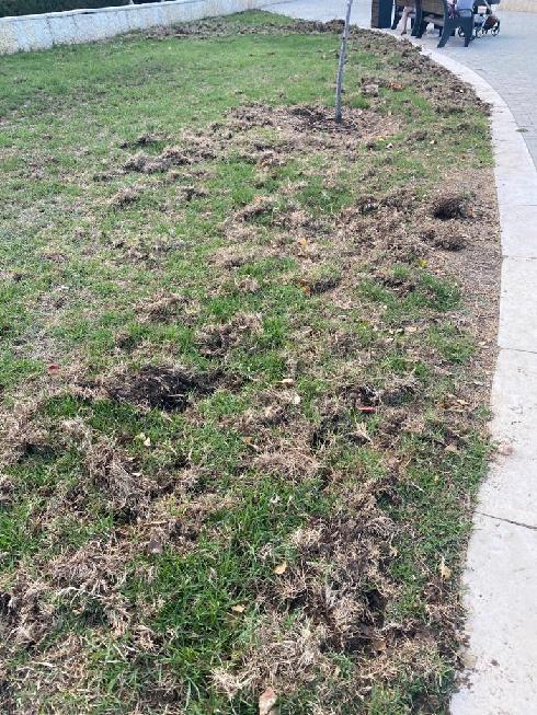 כך נראה הדשא לאחר שביקרו חזירי הבר בשכונה