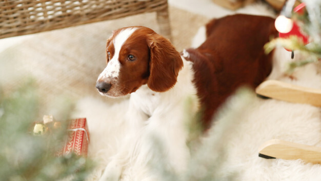 אילוסטרציה
