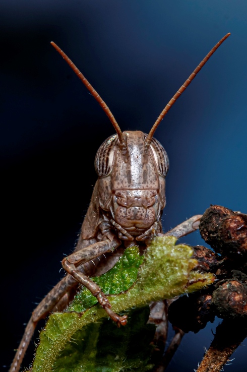 חגב שמיים כחולים