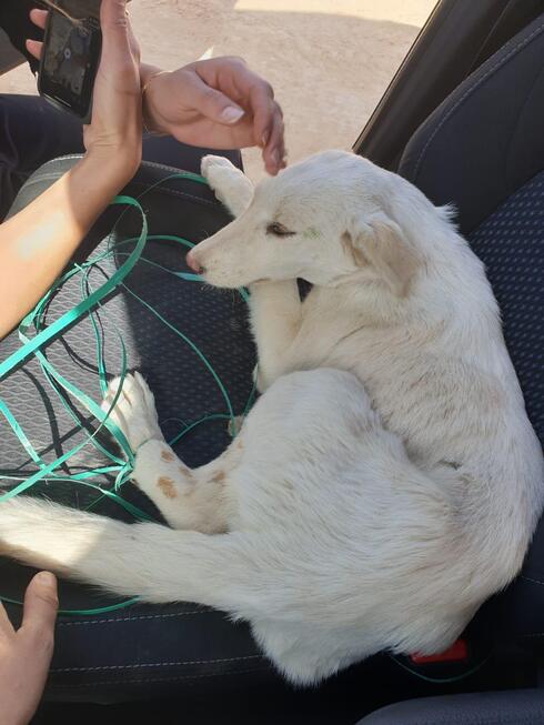 הכלבה שניצלה