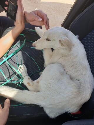 הכלבה שניצלה