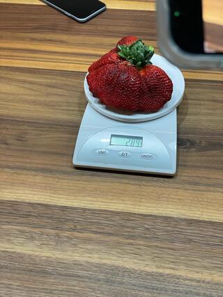 התות הכי גדול בעולם