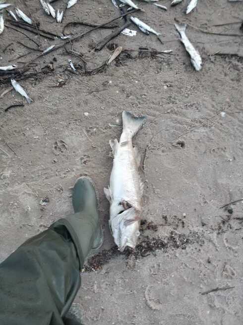 הדגים המתים שאותרו בחוף פלמחים